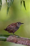 Nightingale Wren